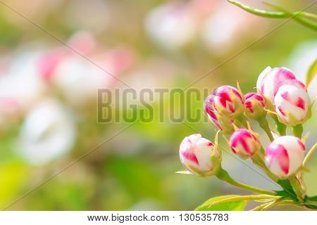 Blooming pear tree with flowers on branches closeup, blurry background, much free space