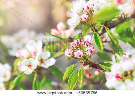 Blooming pear tree with flowers on branches closeup, blurry background