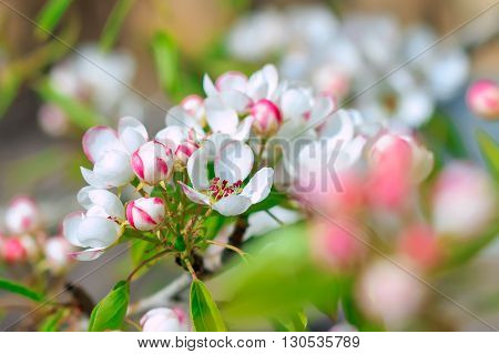 Blooming pear tree with flowers on branches closeup, blurry background