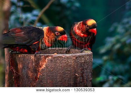 dusky lory (Pseudeos fuscata) sitting together on a platform