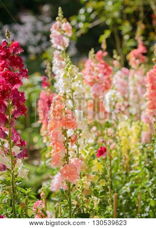 Snap dragon flower (Antirrhinum majus) blooming in garden