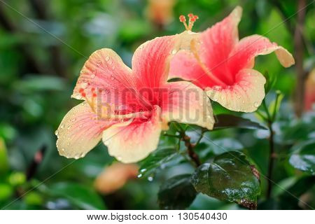 Pink Chinese hibiscus ( Hibiscus rosa ) closeup