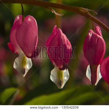 Dicentra - always attracts its original form.