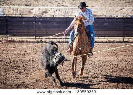 Wickenburg, USA - February 5, 2013: Riders compete in a team roping competition in Wickenburg, Arizona, USA