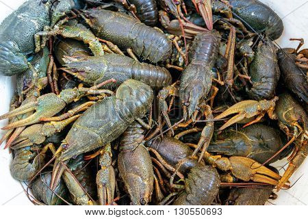 A large number of live crayfish closeup. Astacus astacus