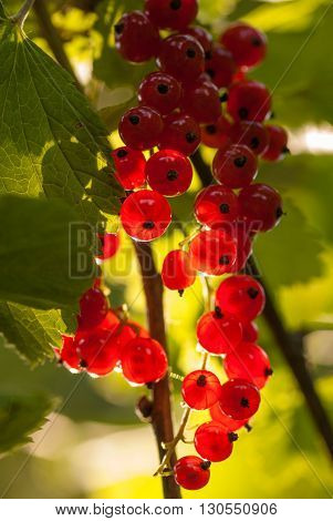 Red currants in the summer garden, sunny day. Macro sloseup vertical shot.
