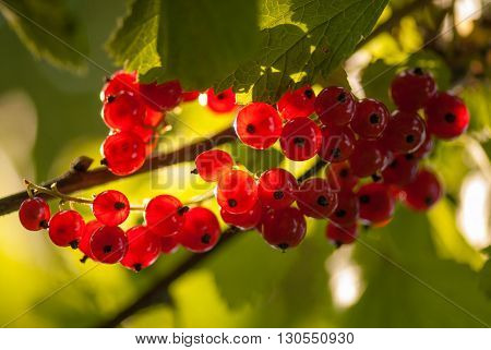 Red currants in the summer garden, sunny day. Macro sloseup shot.