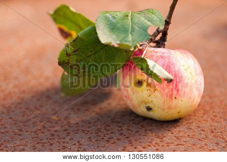 wormy apple with leaves on the rusty sheet. Copyspace.