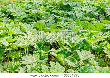 Lush green thickets of Sosnovsky hogweed in spring time