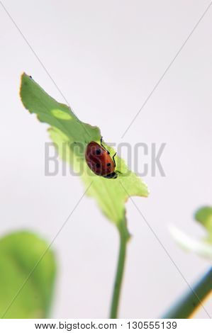 lady bird leaf green insect sunlight on it