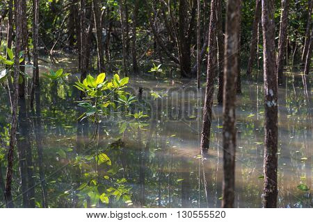Little Avicennia marina tree at mangrove forest. Selective Focus.