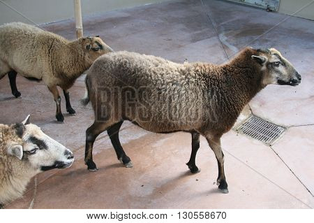 a picture of sheep on a farm