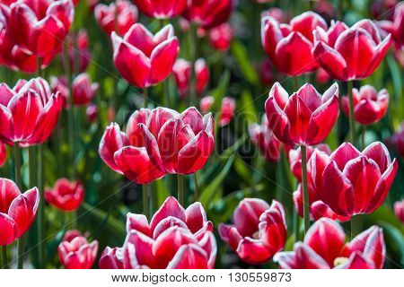 Tulip. Beautiful bouquet of tulips. colorful tulips. tulips in springcolourful tulip