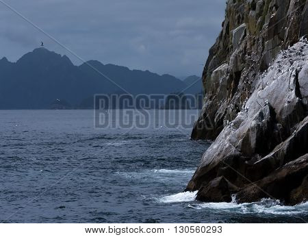 Seagulls mill around a steep rocky hillside looking for a place to land in their rookery.