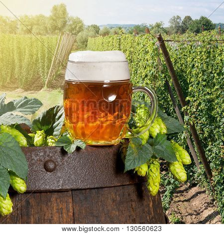 glass of beer with hop cones in the hop field
