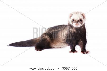 Ferret Isolated 图片和照片（免费试用） | Bigstock