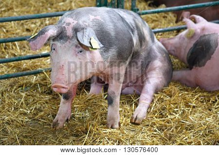 Big Pig Sitting in Sty at Farm