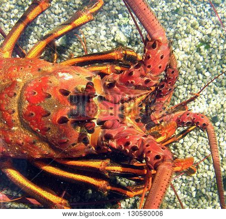 California spiny lobster, Panuliris interruptus, lurking in shallow water.