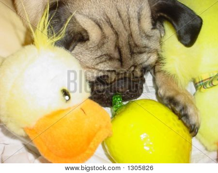 Cute Dog