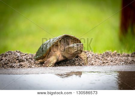 Tutle on a wet road with green bokeh