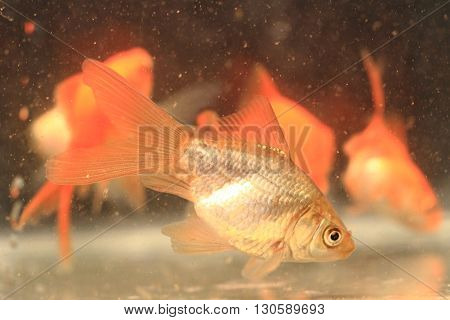 Young Small Goldfish