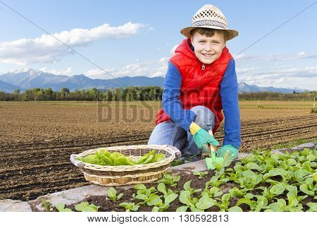 Close Up Of Children That Collects Salad In The Garden Vegetable