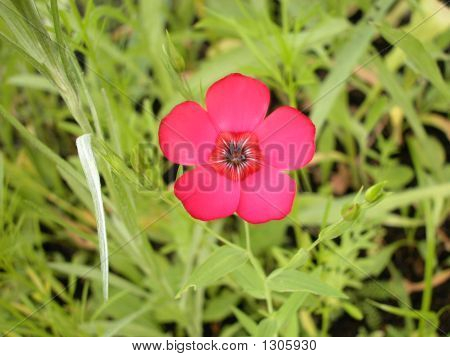 Rote Blume