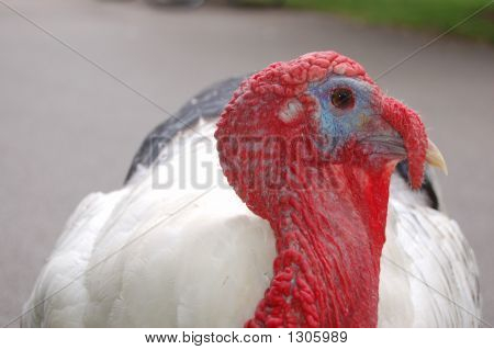 Turkry