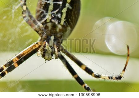 Venomous Predator Spider hangs on spiderweb and devours a maggot