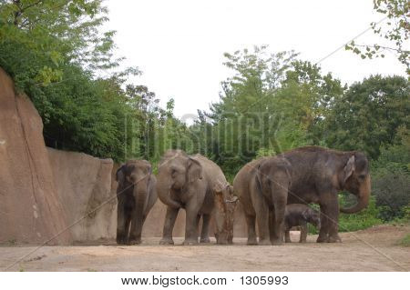 Elephant Family