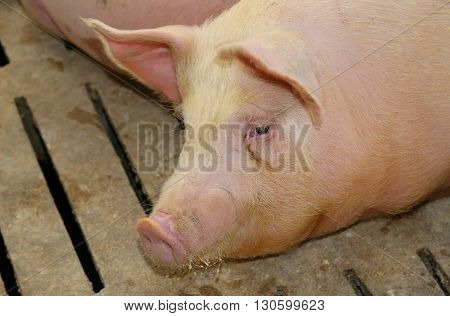 Fat Pigs In A Sty On A Farm