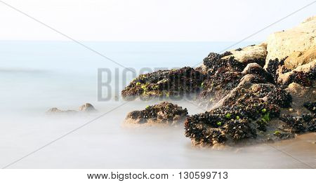 Mussels On The Rocks Emerge From The Fog Almost Unreal