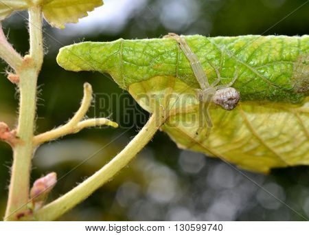 White translucent spider arachnid on a leaf