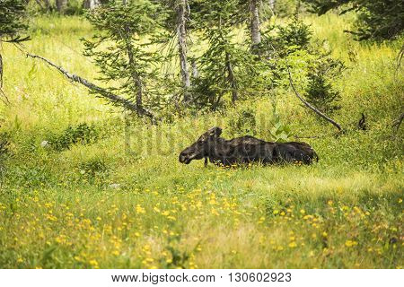 Moose relaxing by summer yellow wildflowers in a pine tree forest in Albion Basin by Salt Lake City, Utah