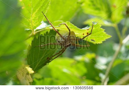 Large garden spider arachnid sitting on egg sac