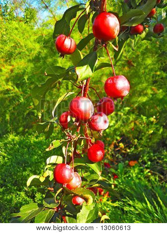 appelboom