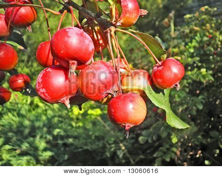 Appels in een tuin