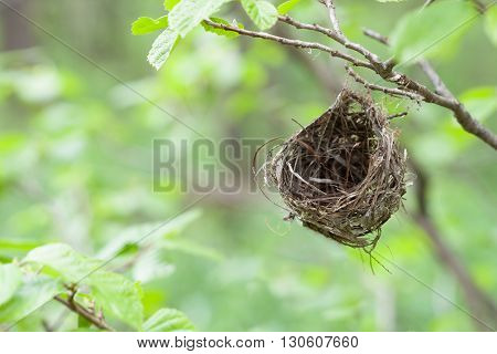 A small empty nest hanging in the woods from a small branch.