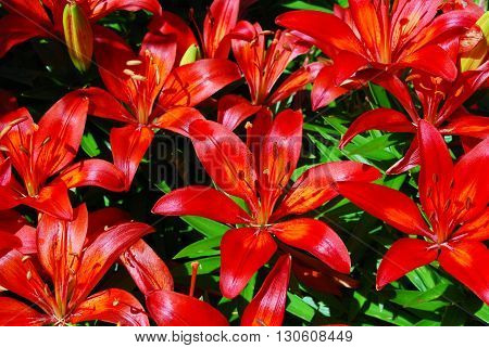 Bright Red Asiatic Lilies in the Spring Sunshine