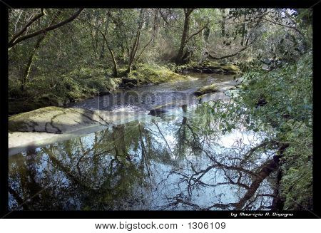 River In The Wood