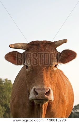 funny cow with horns look frontal in camera