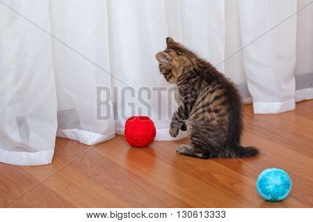 Kuril Bobtail cat playing with a ball of yarn. Thoroughbred cat. Cute and funny kitten. Pet.