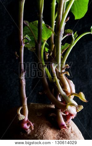 Sprouts growing from a potato with a black background
