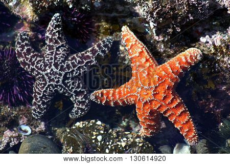 Two ochre sea stars in a tide pool that appear to be friends holding hands.
