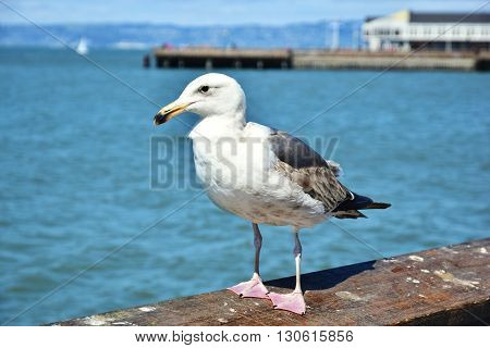 Seagull on a wooden rail looking out of camera