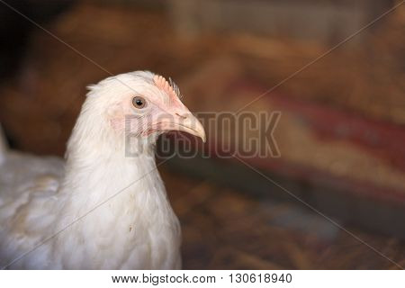 Young Leghorn hen looking at me closeup portrait