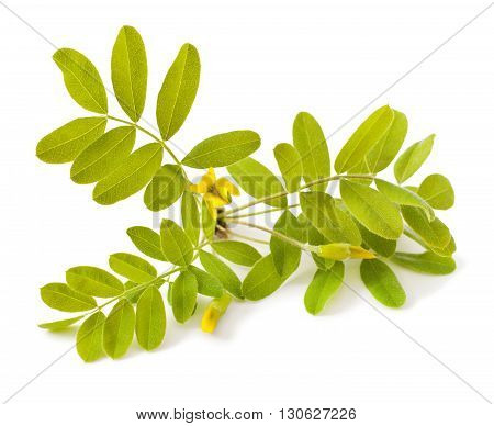 Yellow acacia (Caragana arborescens) on a white background