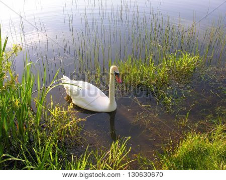 Swan swims to shore, spring forest lake