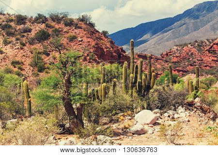 Scenic landscapes of Northern Argentina