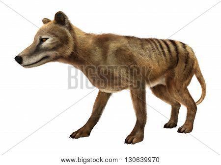 3D rendering of a thylacine isolated on white background